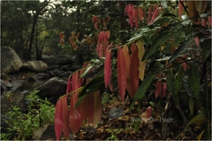 Diospyros malabarica